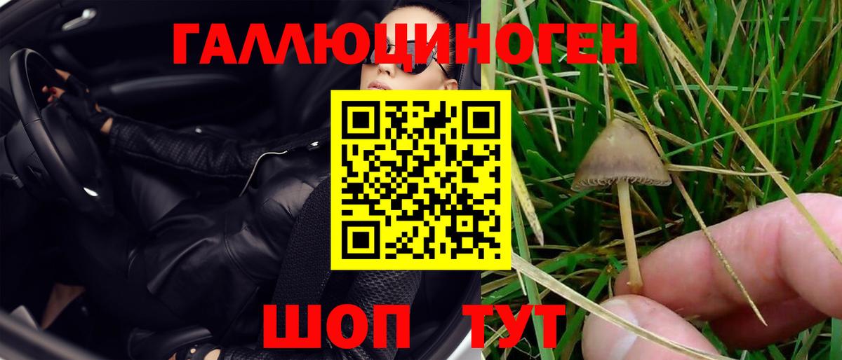 Псилоцибиновые грибы Psilocybe Новороссийск